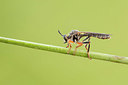 BUITEN BEELD Foto: 340931