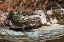 BUITEN BEELD Foto: 341172