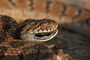 BUITEN BEELD Foto: 341173