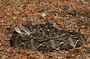 BUITEN BEELD Foto: 341218