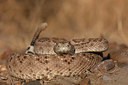 BUITEN BEELD Foto: 341237