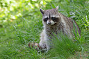 BUITEN BEELD Foto: 341283