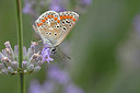BUITEN BEELD Foto: 341294
