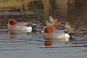 BUITEN BEELD Foto: 341321