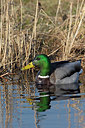 BUITEN BEELD Foto: 341334