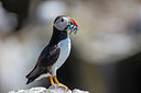 BUITEN BEELD Foto: 341337
