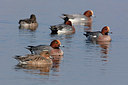 BUITEN BEELD Foto: 341344