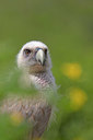 BUITEN BEELD Foto: 341345