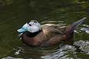 BUITEN BEELD Foto: 341346