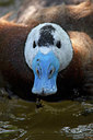 BUITEN BEELD Foto: 341395