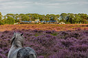 BUITEN BEELD Foto: 341522