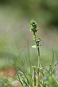 BUITEN BEELD Foto: 341847