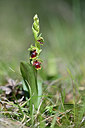 BUITEN BEELD Foto: 341897