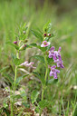 BUITEN BEELD Foto: 342024