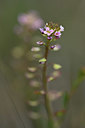 BUITEN BEELD Foto: 342061
