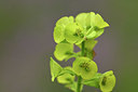 BUITEN BEELD Foto: 342187