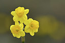 BUITEN BEELD Foto: 342211