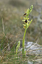 BUITEN BEELD Foto: 342216