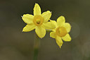 BUITEN BEELD Foto: 342227