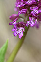 BUITEN BEELD Foto: 342440