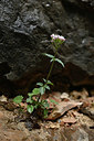 BUITEN BEELD Foto: 342470