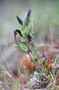 BUITEN BEELD Foto: 342522