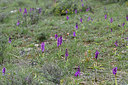BUITEN BEELD Foto: 342595