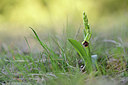 BUITEN BEELD Foto: 342706