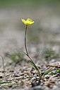 BUITEN BEELD Foto: 342726