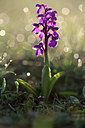 BUITEN BEELD Foto: 342784