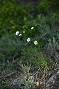 BUITEN BEELD Foto: 342809