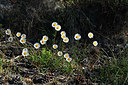 BUITEN BEELD Foto: 342814
