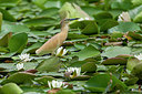 BUITEN BEELD Foto: 342966
