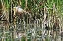 BUITEN BEELD Foto: 343014