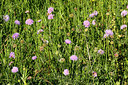 BUITEN BEELD Foto: 343112