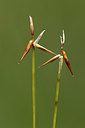 BUITEN BEELD Foto: 343185