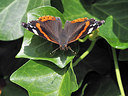 BUITEN BEELD Foto: 343209