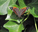 BUITEN BEELD Foto: 343210