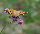 BUITEN BEELD Foto: 343216