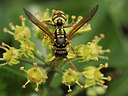 BUITEN BEELD Foto: 343223