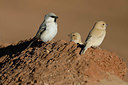 BUITEN BEELD Foto: 343339