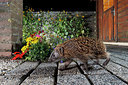 BUITEN BEELD Foto: 343357