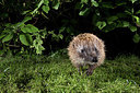 BUITEN BEELD Foto: 343358