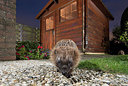 BUITEN BEELD Foto: 343363