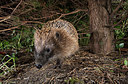 BUITEN BEELD Foto: 343367