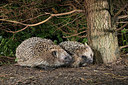 BUITEN BEELD Foto: 343383
