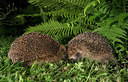 BUITEN BEELD Foto: 343389