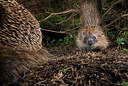 BUITEN BEELD Foto: 343392