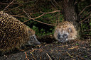 BUITEN BEELD Foto: 343393