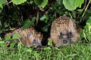 BUITEN BEELD Foto: 343401